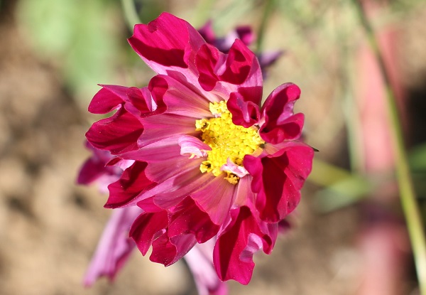 コスモス　シーシェルの花の写真