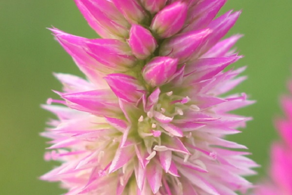セロニア（ノゲイトウ）の花のアップ写真