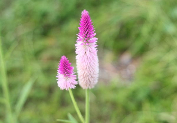 セロニア（ノゲイトウ）の大きな花と小さな花の写真
