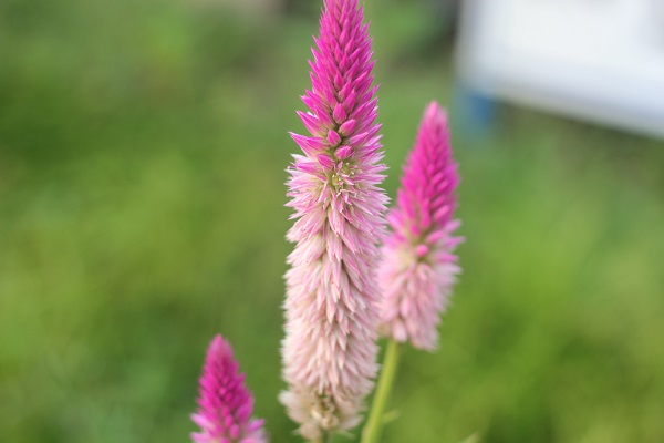 セロニア（ノゲイトウ）の花の写真
