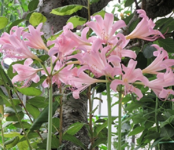 ヒガンバナ 彼岸花 に似ている花達 優しい雨