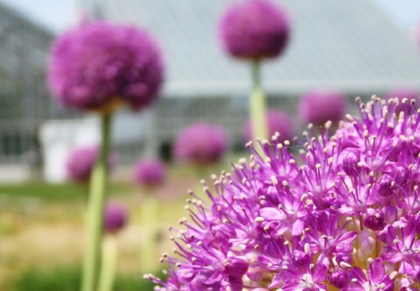 紫の丸い花 アリウム ルリタマアザミ ヒゴタイ 優しい雨