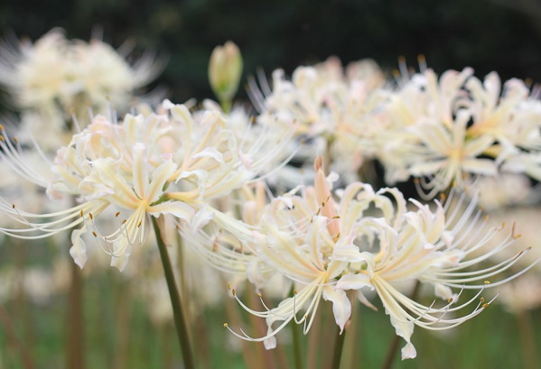美しい白花彼岸花（シロバナヒガンバナ）の写真