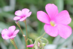 イモカタバミとハナカタバミの花の写真