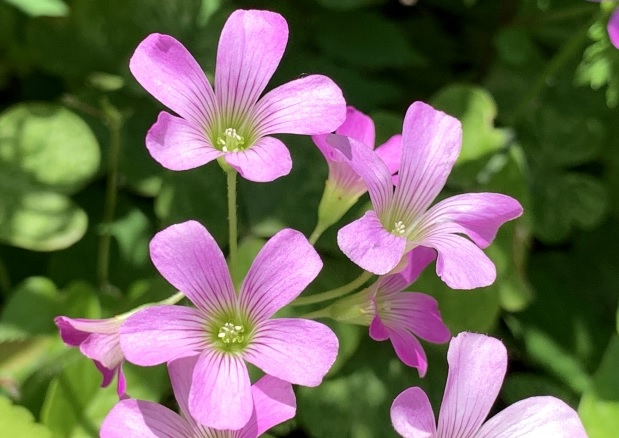 ムラサキカタバミの花のアップ写真