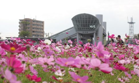 ＪＲ長崎本線神埼駅の北口のコスモス畑