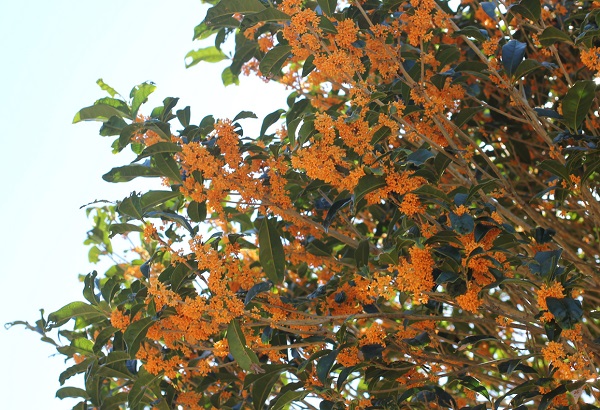 四本堂公園の大きなキンモクセイの木、満開の花