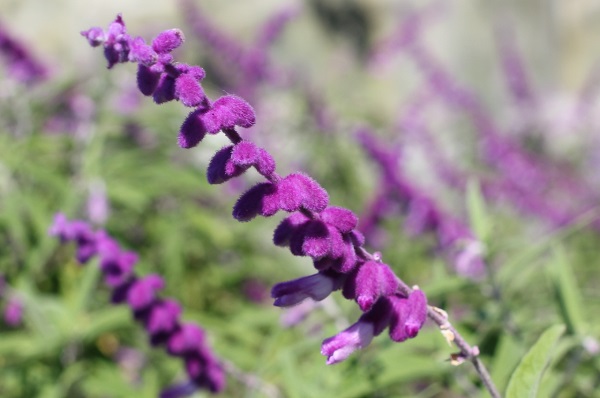 アメジストセージの花の写真