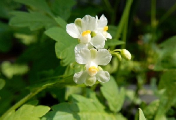 フウセンカズラの花の写真