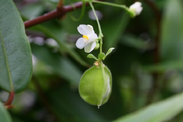フウセンカズラの花と実の写真