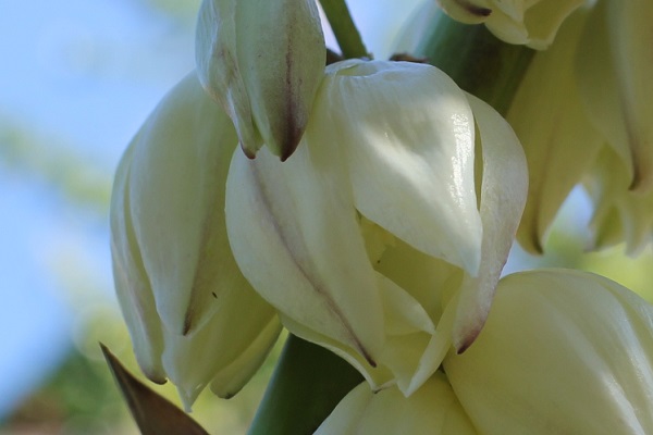 ユッカ蘭（ユッカグロリオサ・アツバキミガヨラン)の花のアップ写真