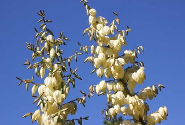 美しいユッカ蘭（ユッカグロリオサ・アツバキミガヨラン)の花の写真