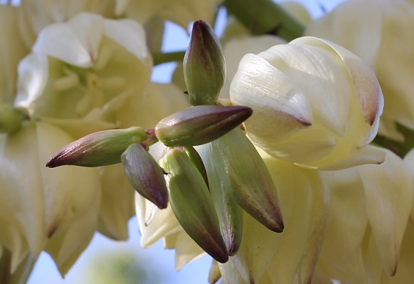 ユッカ蘭（ユッカグロリオサ・アツバキミガヨラン)の花の蕾の写真