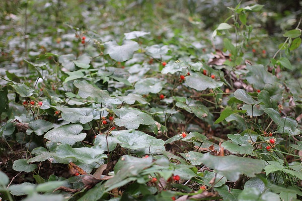 山で見かけた実をつけたフユイチゴ（冬苺）の様子の写真