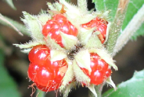 フユイチゴ（冬苺）のアップ写真