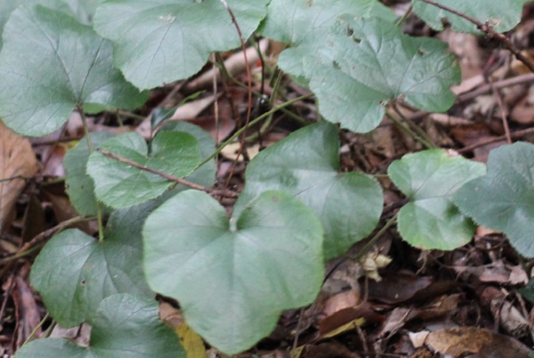 フユイチゴ（冬苺）の葉のアップ写真