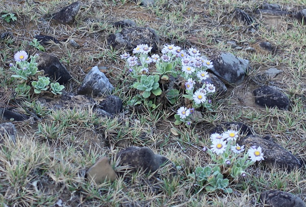 岩場に咲いてるダルマギクの様子の写真