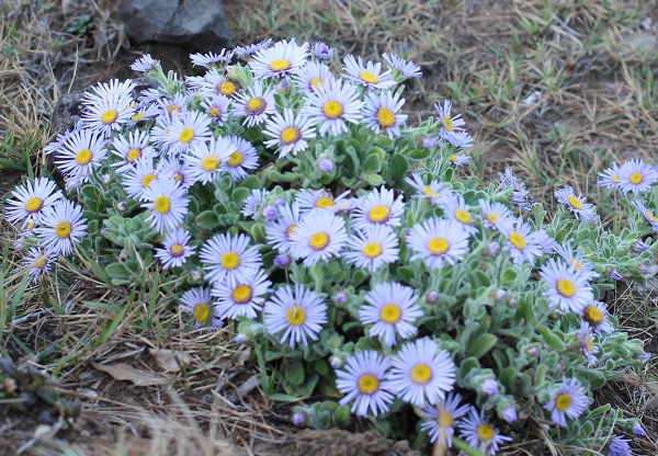 ダルマギク (達磨菊)の花の写真