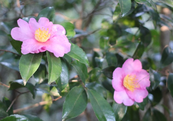 ピンクの山茶花の写真