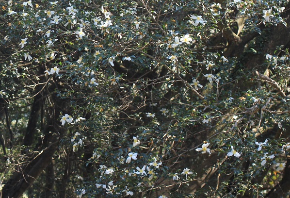 山茶花の古木にたくさんの白花が咲いてる様子の写真