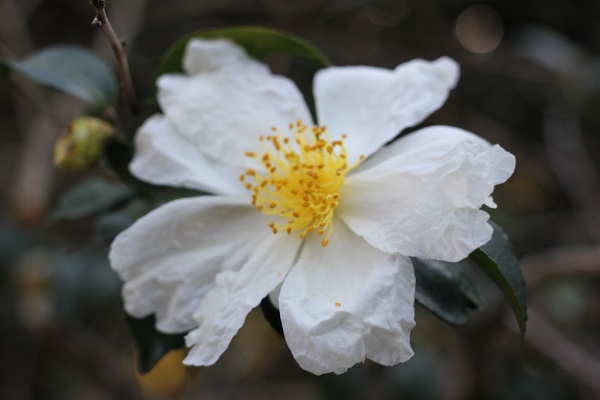 原種の山茶花の花の写真
