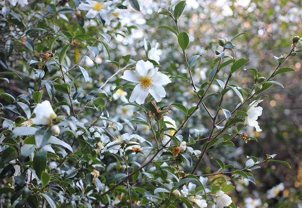 原種の山茶花が咲いてる様子の写真