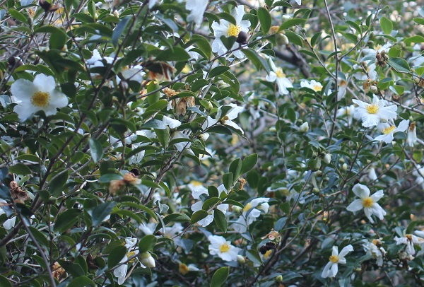 原種の山茶花がたくさん咲いてる写真