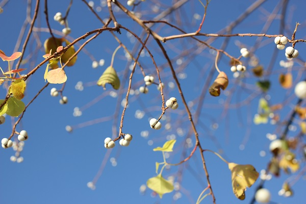 ナンキンハゼ、落葉後もしばらく木の上に残る白い実と青空の写真