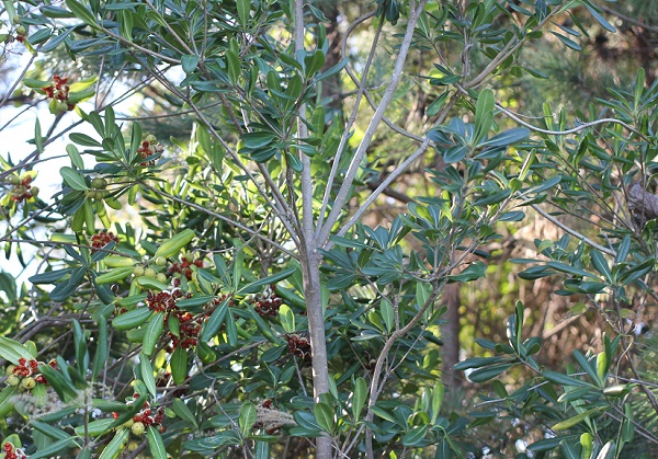 トベラの木の写真