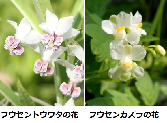 フウセントウワタの花とフウセンカズラの花の様子（比較写真）