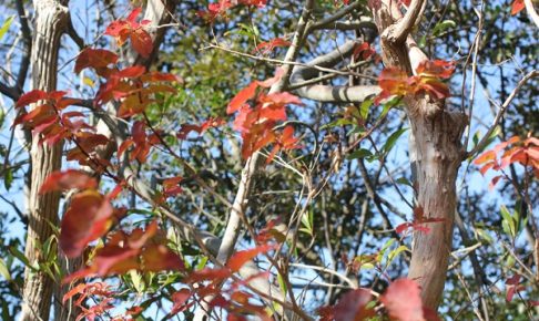紅葉したネジキの葉の様子の写真