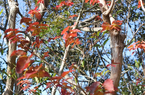 紅葉したネジキの葉の様子の写真
