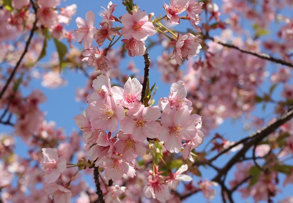 満開の河津桜の写真