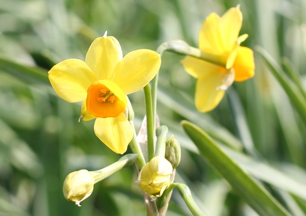 キブサスイセン（黄房水仙）の花の写真
