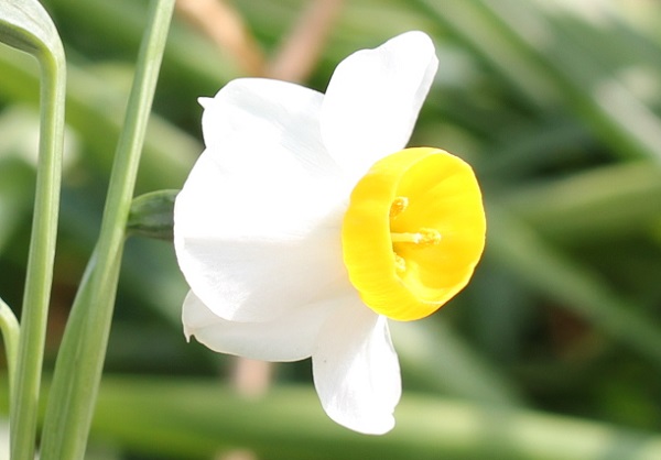 ニホンスイセン（日本水仙）の花のアップ写真