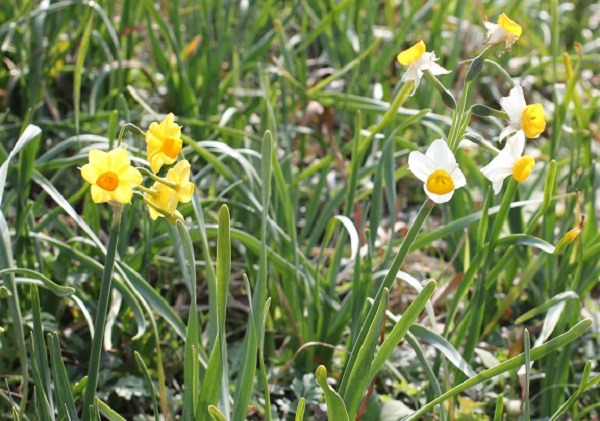 公園で咲いてたニホンズイセンとキブサキスイセンの花の写真