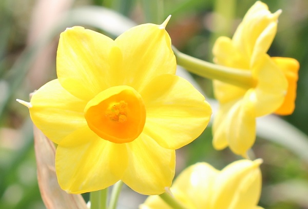 キブサスイセン（黄房水仙）の花のアップ写真