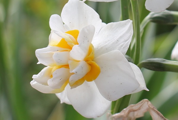 ヤエザキニホンズイセン（八重咲き日本水仙）の花のアップ写真