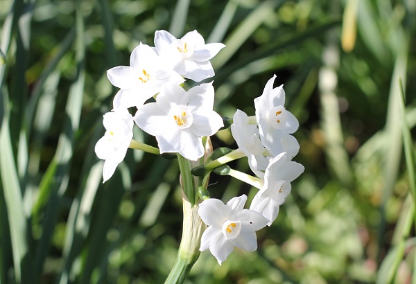 ペーパーホワイトの花