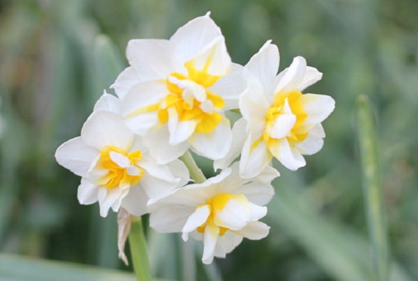ヤエザキニホンズイセン（八重咲き日本水仙）の花の写真