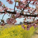 五ヶ瀬川の堤防に植えられている河津桜と菜の花