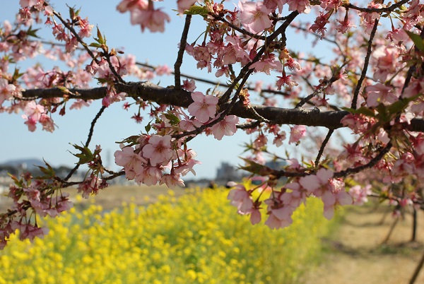 五ヶ瀬川の堤防に植えられている河津桜と菜の花