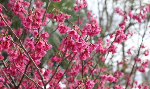 カンヒザクラ（寒緋桜）の写真