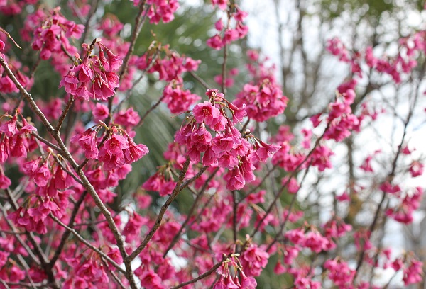 カンヒザクラ（寒緋桜）の写真