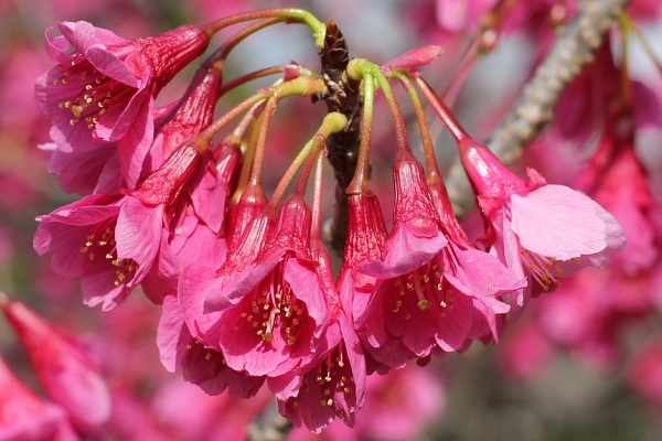 寒緋桜(カンヒザクラ)の花、アップの写真