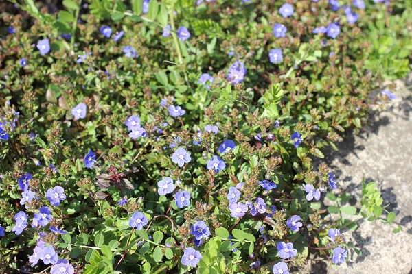 雑草と一緒に咲いてるベロニカジョージアブルーの写真