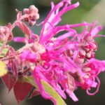ベニバトキワマンサクの美しい花の写真