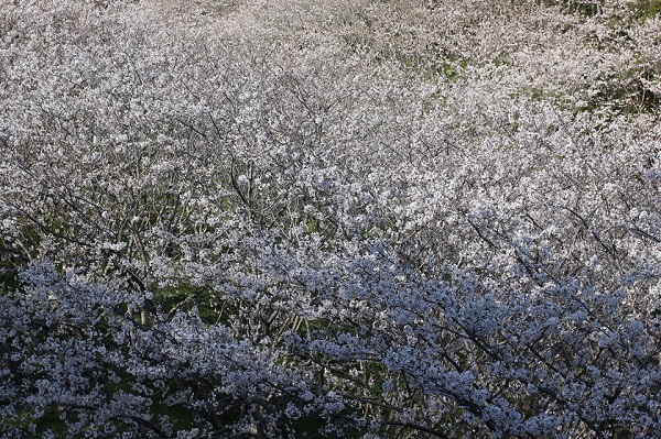 長崎市三京町ダム周辺のサクラ、満開のソメイヨシノで一色の様子の写真