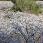 三京町のダム周辺に咲き誇る桜、ソメイヨシノの花の写真
