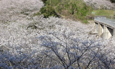 三京町のダム周辺に咲き誇る桜、ソメイヨシノの花の写真